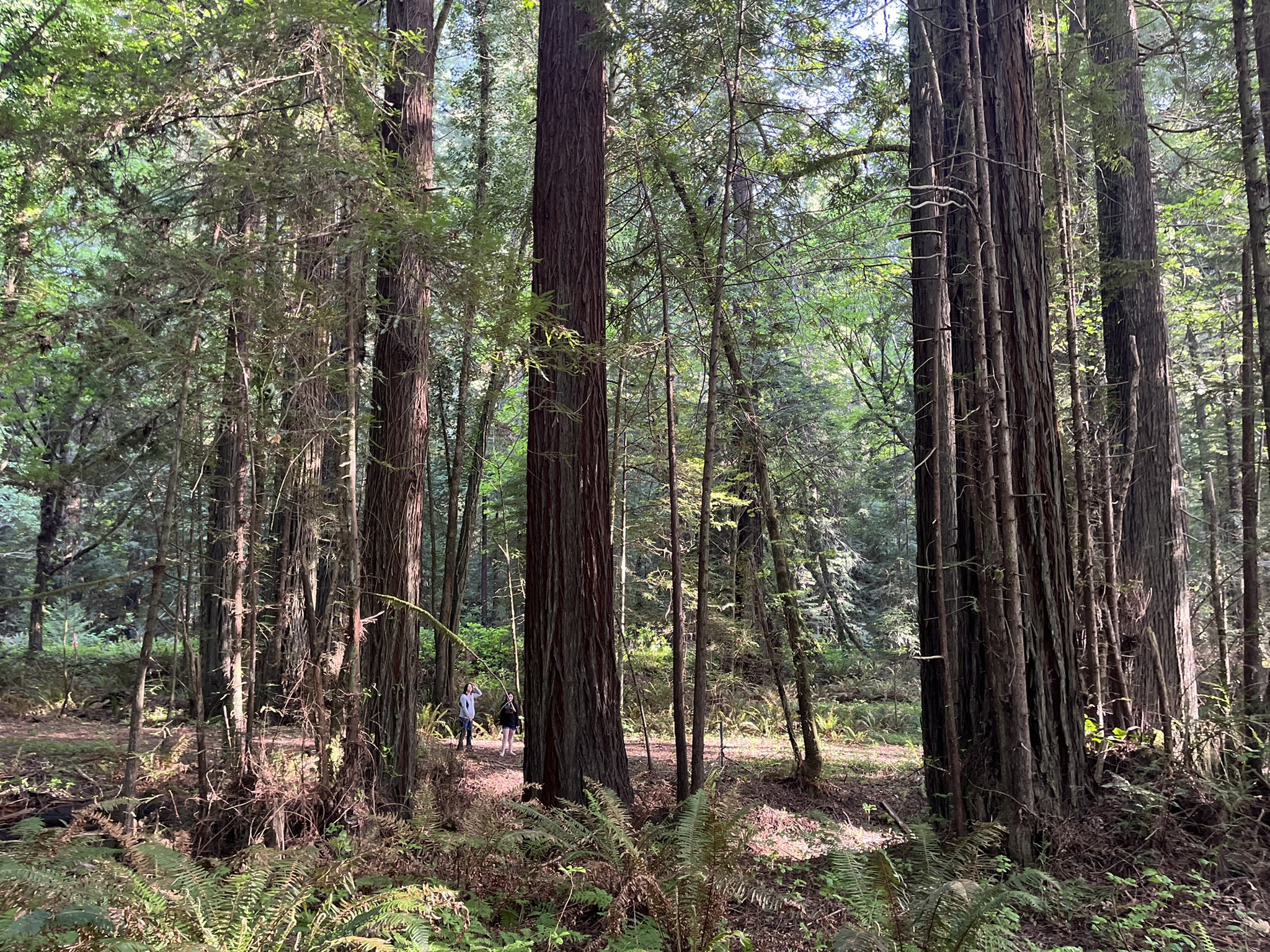 Logging in Humboldt County